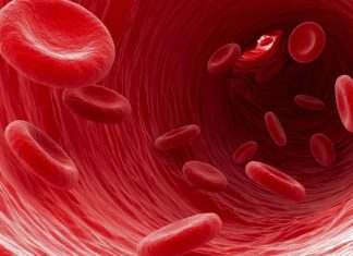 Where does your blood actually come from ?