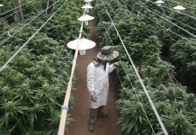 Israel’s medical marijuana pioneers look to cash in on $20bn market