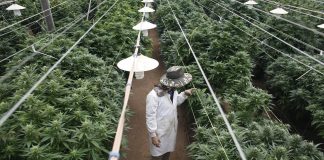 Israel’s medical marijuana pioneers look to cash in on $20bn market