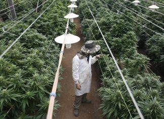 Israel’s medical marijuana pioneers look to cash in on $20bn market