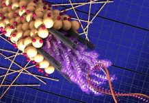 Modified virus as ‘Trojan Horse’ for delivering genes to repair congenital hearing loss
