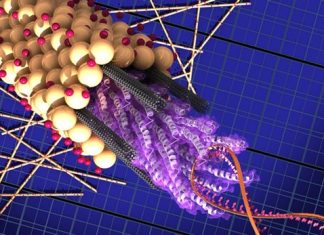 Modified virus as ‘Trojan Horse’ for delivering genes to repair congenital hearing loss