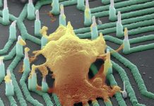 ‘Neuron-Reading’ Nanowires Could Accelerate Development of Drugs for Neurological Diseases