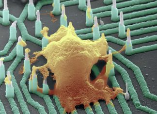 ‘Neuron-Reading’ Nanowires Could Accelerate Development of Drugs for Neurological Diseases
