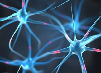Cell Biologists Discover Crucial Traffic Regulator in Neurons