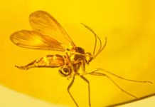 Oldest orchid fossil on record identified
