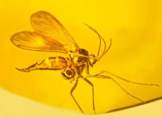 Oldest orchid fossil on record identified