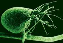 Carnivorous plants: genetic treasures
