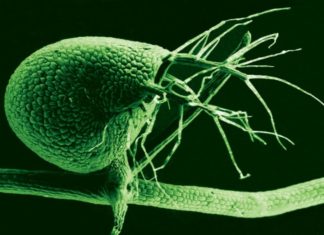 Carnivorous plants: genetic treasures