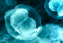 New 3D printing techniques allow to replace ovaries