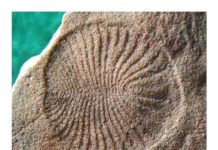 Dickinsonia : world’s oldest fossil animal