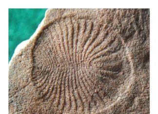 Dickinsonia : world’s oldest fossil animal
