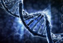 Discovered novel genes for intelligence