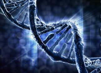 Discovered novel genes for intelligence