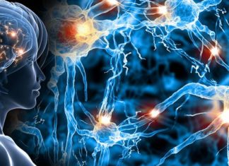 Fungal Toxin May One Day Repair Damage To The Central Nervous System