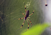 The mysterious powers of spider silks