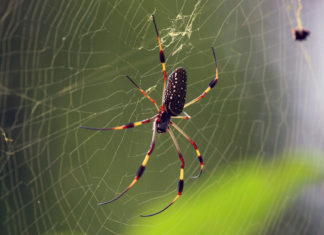 The mysterious powers of spider silks