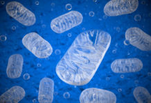 Low Oxygen Reverses Mitochondrial Disease: Mouse Study