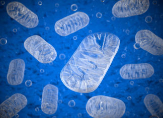 Low Oxygen Reverses Mitochondrial Disease: Mouse Study