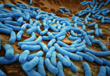 Healthcare : News therapies based on human bacteria