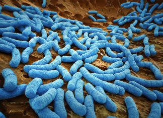 Healthcare : News therapies based on human bacteria