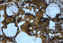 Oldest evidence of life on land found in 3.48 billion-year-old Australian rocks