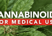 Cannabis Reverses Aging Processes in the Brain