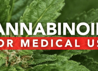 Cannabis Reverses Aging Processes in the Brain
