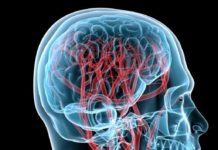 The Veins in Your Brain Don’t All Act the Same