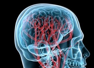 The Veins in Your Brain Don’t All Act the Same