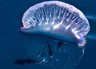 What is the best antidote for a jellyfish sting?
