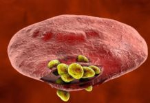 Malaria : Find Natural resistance in human red blood cell receptors