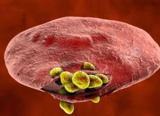 Malaria : Find Natural resistance in human red blood cell receptors