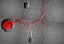 Select memories can be erased, leaving others intact