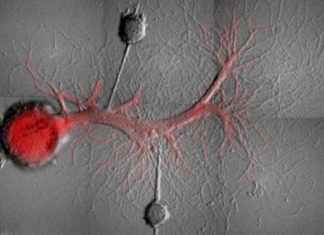 Select memories can be erased, leaving others intact