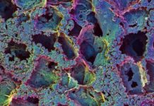 T cell traps