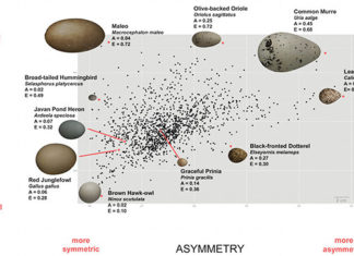 How eggs got their shapes