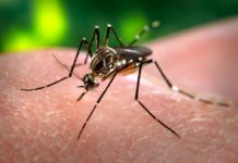 Tropical viruses: Coming soon to Europe?