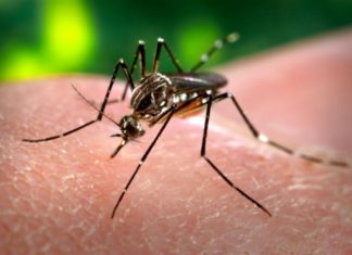 Tropical viruses: Coming soon to Europe?