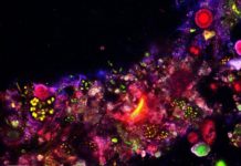 Sub–100-nm metafluorophores with digitally tunable optical properties self-assembled from DNA