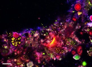 Sub–100-nm metafluorophores with digitally tunable optical properties self-assembled from DNA
