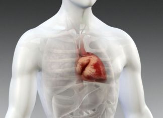Israeli scientists successfully regenerate damaged hearts