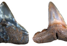 Previously unknown extinction of marine megafauna discovered