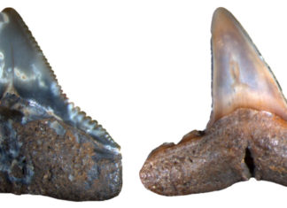 Previously unknown extinction of marine megafauna discovered