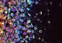 Tethered Liquid Perfluorocarbon (TLP) : a non-stick coating for medical devices