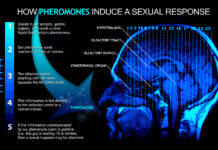 How Pheromones Trigger Female Sexual Behavior