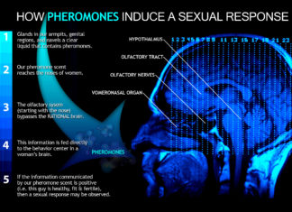How Pheromones Trigger Female Sexual Behavior