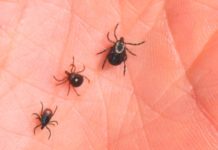 The men bitten by a tick become allergic to meat