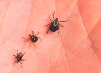 The men bitten by a tick become allergic to meat