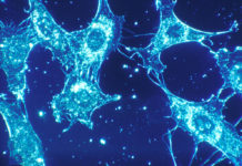 Removal of Aging Cells Could Extend Human Life